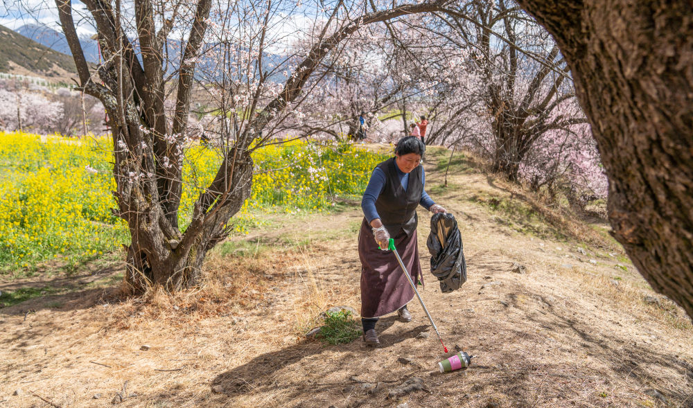 乡村振兴|西藏林芝：“桃花经济”里的富农花样