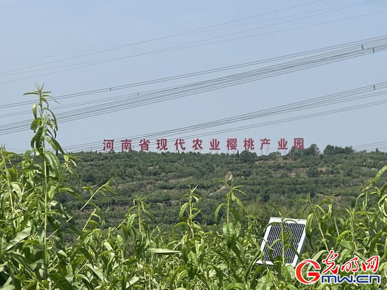 春日果实搭上生鲜快车 “新安樱桃”新鲜进万家